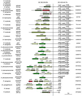 PCR-Based Analysis of ColE1 Plasmids in Clinical Isolates and Metagenomic Samples Reveals Their Importance as Gene Capture Platforms